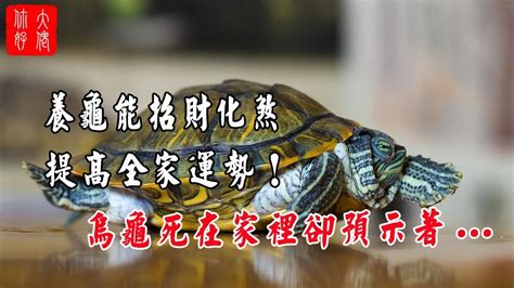 養烏龜招財嗎|養烏龜招財：改善風水、提升運勢的秘訣 